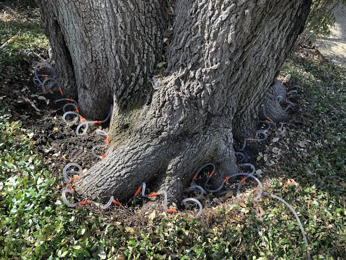 Detailed Tree Cabling and Bracing job site in Mcconnell Afb