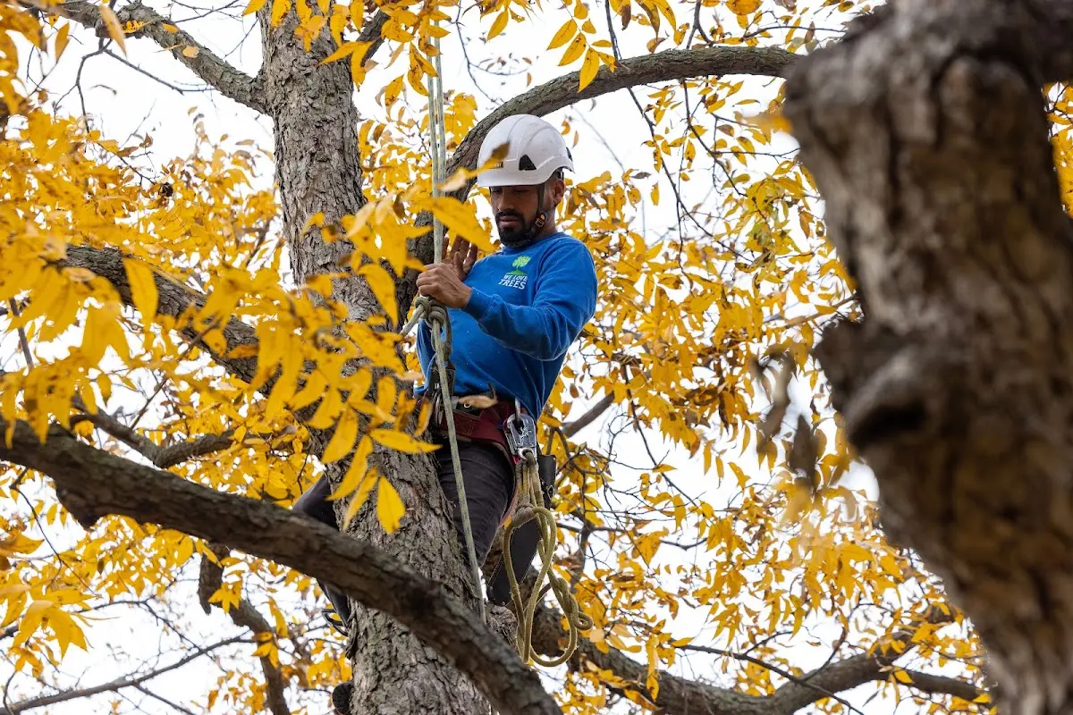 Skilled Tree Planting crew working in Mcconnell Afb